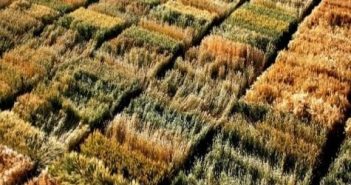 Tvining projekat za unapređenje srpske poljoprivrede i ruralni razvoj po standardima EU