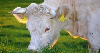 Šta srpski farmer može da nauči od kolege iz Danske?