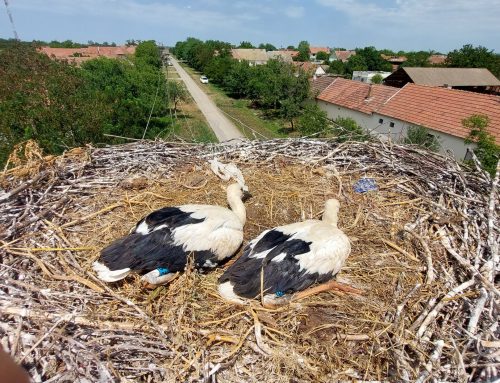 Očuvanje staništa i ugroženih vrsta ptica u Mađarskoj i Srbiji