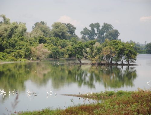 Obedska bara – Raj za ptice močvarice