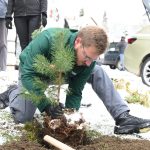 New life for the golden pine: The symbol of Zlatibor is growing agai