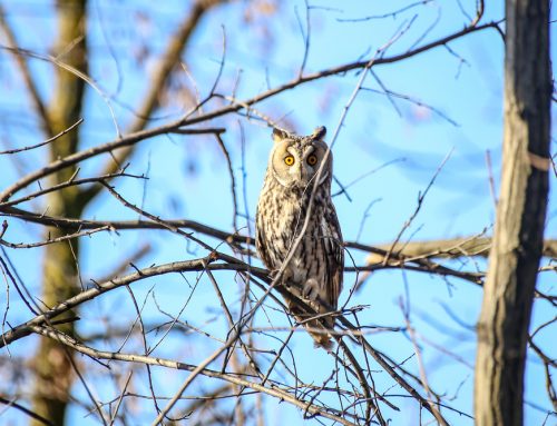 Owl Night: Educational Interactive Workshop for Children