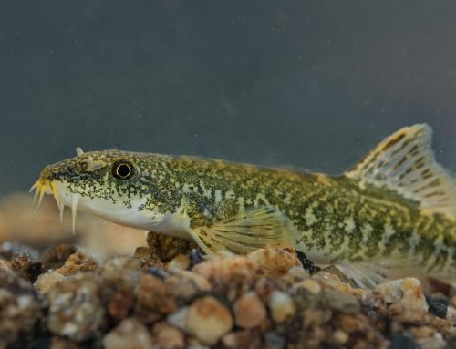 Little Guardians of Great Rivers: Aquarium Opening and Children’s Workshop at Europe House