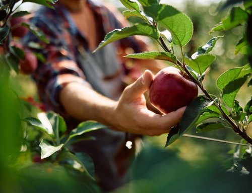 Nova prilika za poljoprivrednike u Srbiji: Raspisan je četvrti IPARD III javni poziv