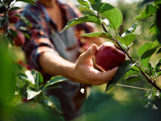 Nova prilika za poljoprivrednike u Srbiji: Raspisan je četvrti IPARD III javni poziv